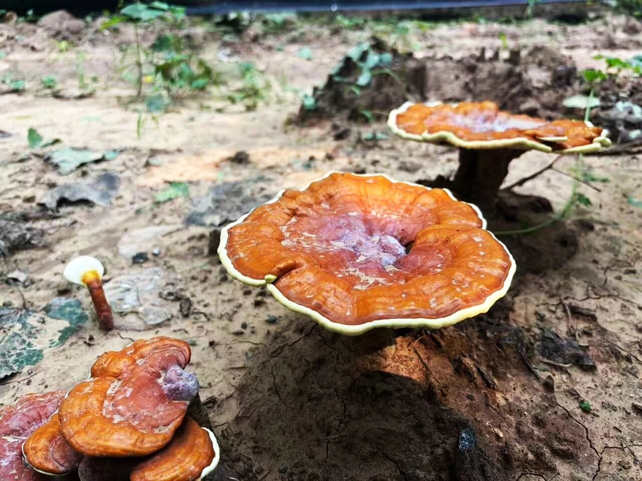 1788172127760975.jpg 微信图片_2026-08-31_182804_354.jpg